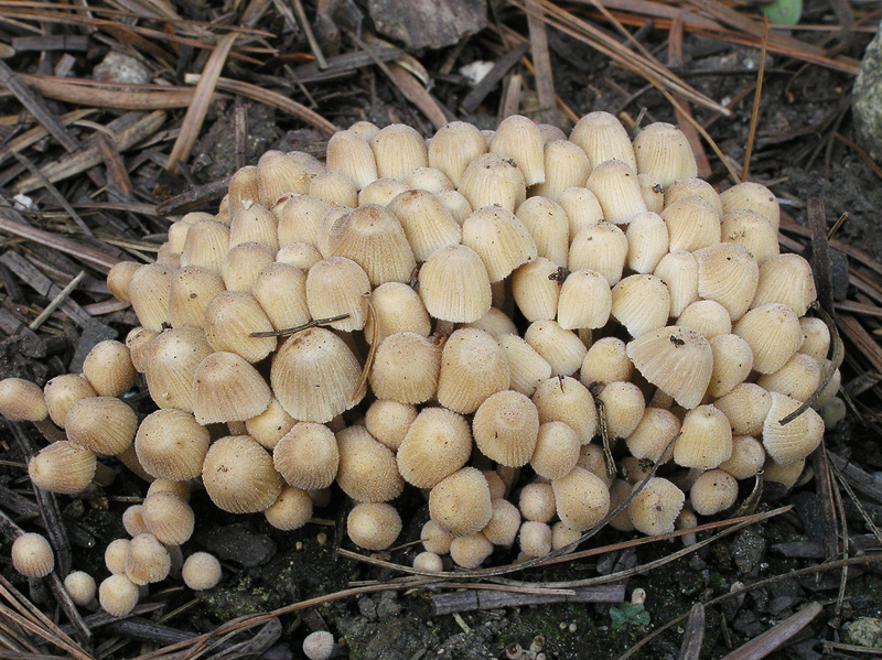 Coprinellus disseminatus